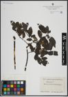 Foto von Salix atrocinerea Brot. x Salix nigricans Sm.